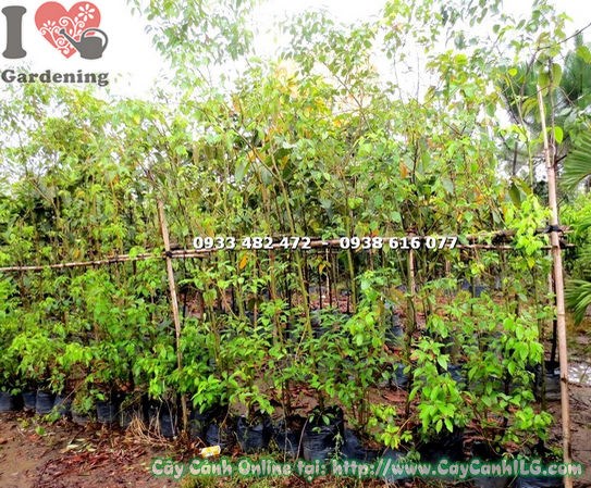 Cây Rã Hương (Cao 2m5 – Ms: 18818)