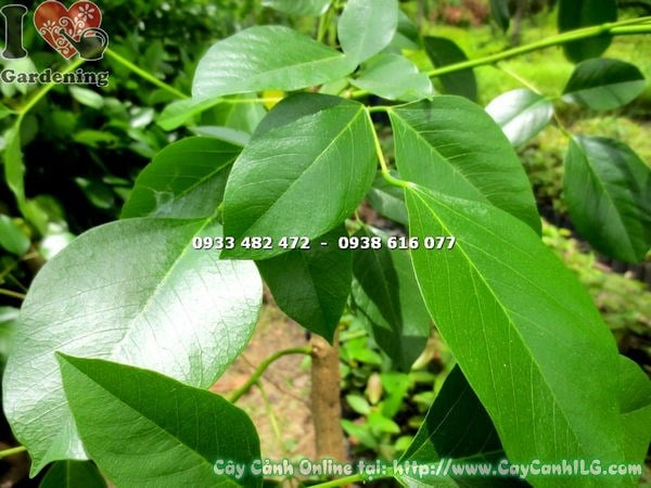 Cây Muồng Hoa Đỏ Gốc Lớn (Cao 1m – Ms: 18815)