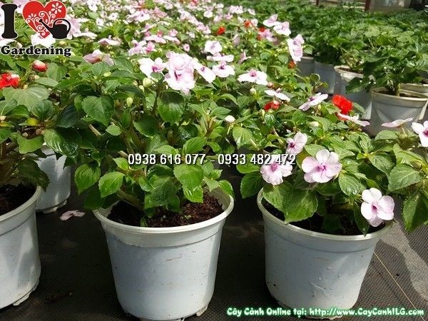 Cây Hoa Loan Thảo Kép (Ms: 25335)
