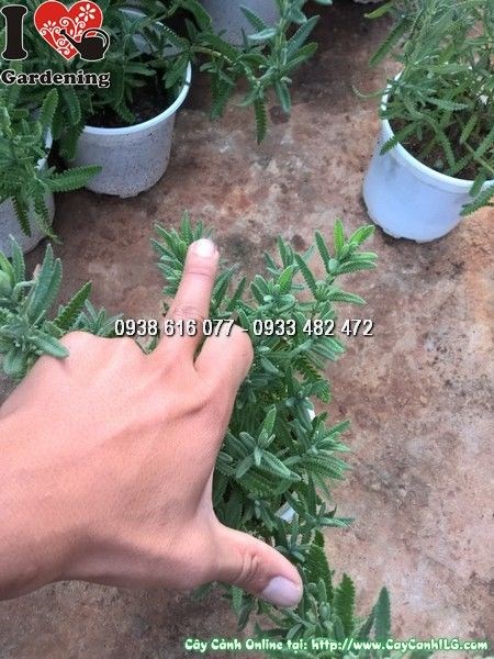Cây Lavender (Ms: 25389)