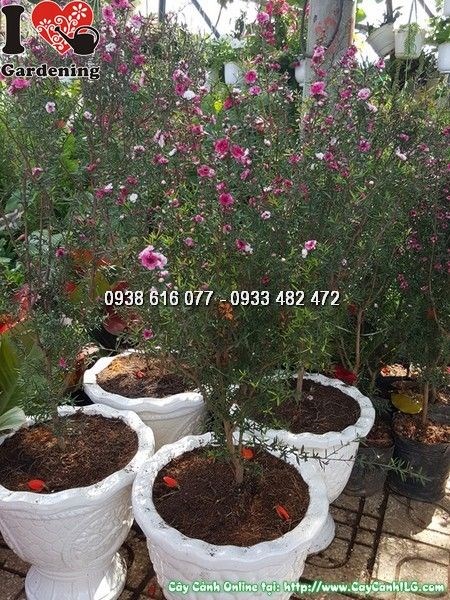 Cây Nhất Chi Mai Chậu Trắng (Ms: 25406)