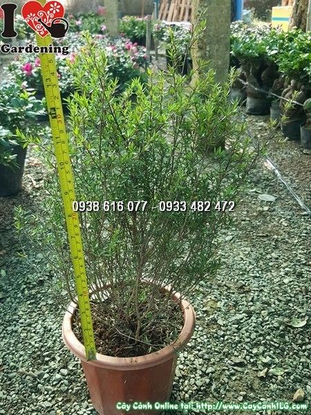 Cây Hoa Nhất Chi Mai (Cao 40cm – Ms: 25417)