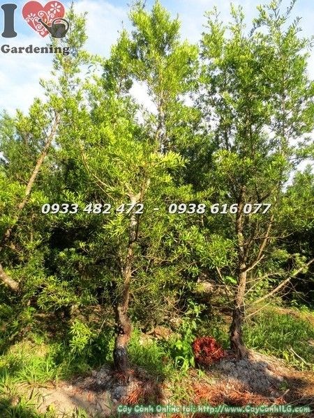 Cây Vạn Niên Tùng Đài Loan (Cao 3m Hoành 35cm – Ms: 21537)