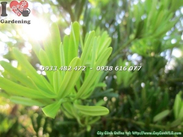 Cây Vạn Niên Tùng Đài Loan Gốc Lớn (Cao 2m – Ms: 21560)