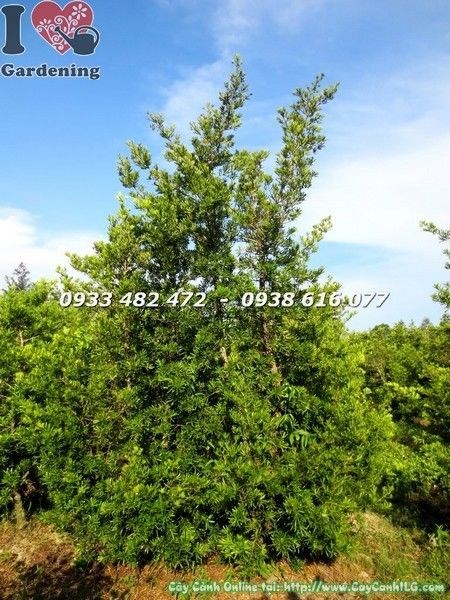Cây Vạn Niên Tùng Đài Loan Tán Tự Nhiên (Cao 4m – Ms: 21568)