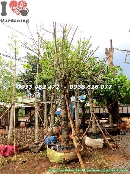 Cây Đào Tiên Cảnh (Cao 3.5m Đk 20cm – Ms: 21608)