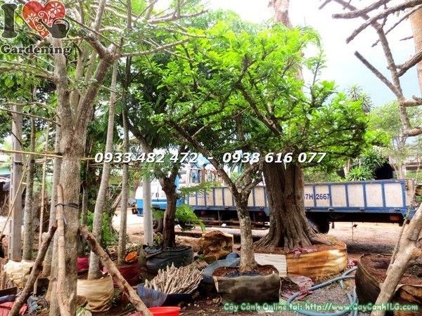 Cây Đào Tiên Cảnh (Cao 3m Đk 15cm – Ms: 21617)