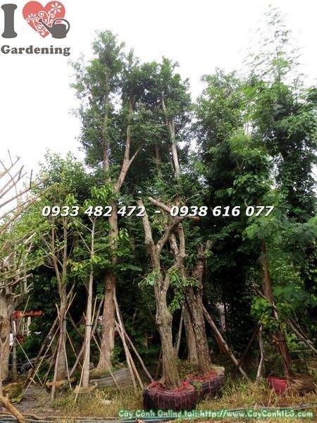 Cây Tường Vi Cổ Thụ Cao 7m Quý Hiếm ( Ms: 21626)