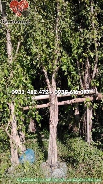 Cây Sanh Trồng Hàng Rào (Cao 4m – Ms: 22260)