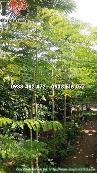 Cây Phượng Giống (Cao 2.5m – Ms: 22268)