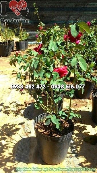 Cây Hoa Hồng Leo Tường Vy Bông To (Ms: 22289)