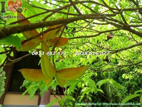 Cây Sang Cao 3m Đẹp (Ms: 22296)