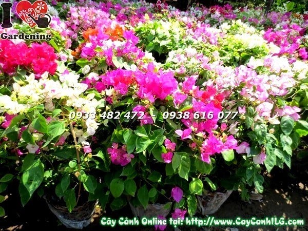 Cây Hoa Giấy Nhiều Màu ( cao 75cm – Ms:19399)