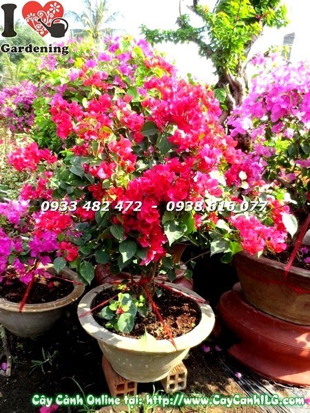 Cây Hoa Giấy Nhiều Màu (cao 90cm – 19401)