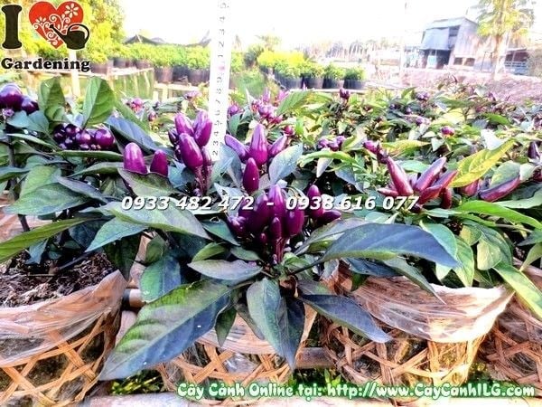Cây Ớt Cảnh Tím ( Ms: 19404)