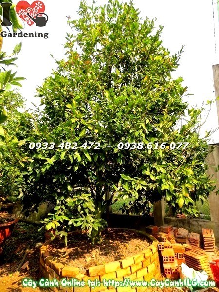 Cây Mai Vàng Cổ Thụ (Cao 4m – Ms:19421)