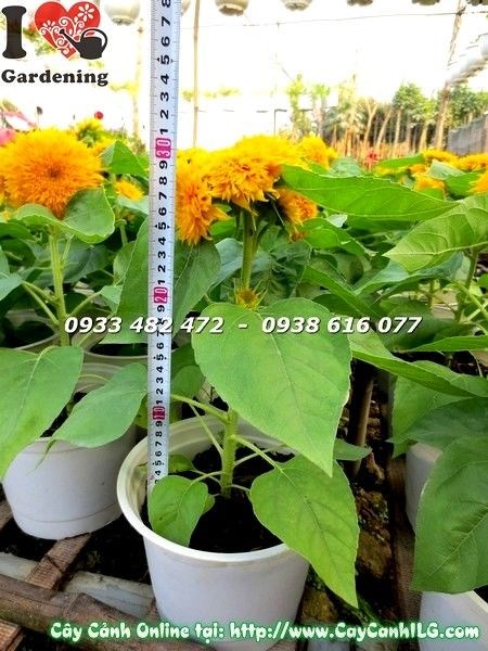 Cây Hướng Dương Giống Mới (Ms: 19498)