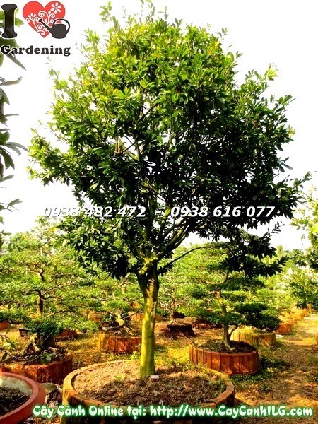Cây Mai Vàng Cổ Thụ (Cao 5m – Ms:19506)