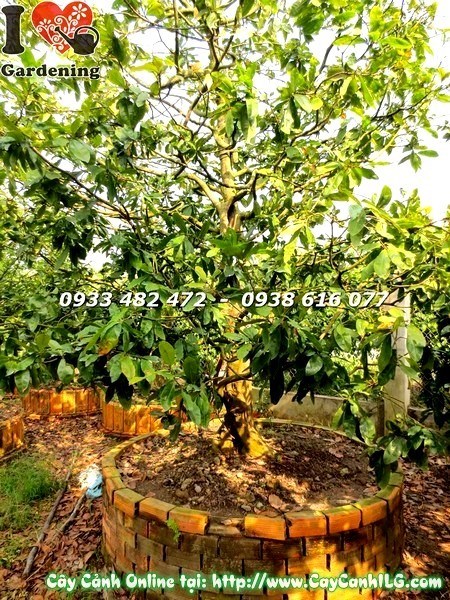 Cây Mai Vàng Cổ Thụ Gốc Đẹp (Cao 4m – Ms:19510)