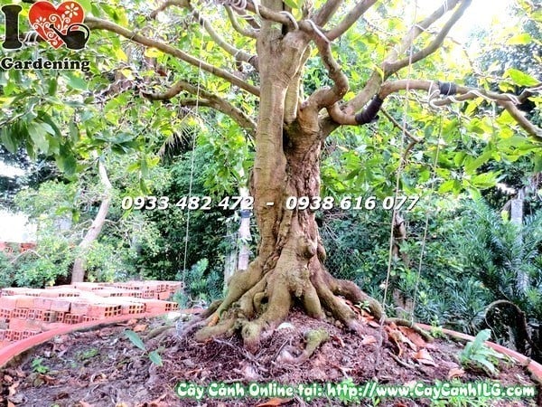 Cây Mai Vàng Gốc Lớn Tán Rộng ( Cao 3m hoành 108cm – Ms: 19520)