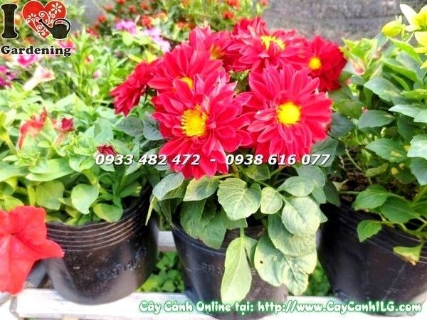Cây Hoa Thược Dược( cao 15cm – Ms: 19529)