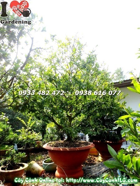 Cây Mai Vàng Lớn (Cao 3.5m hoành 43cm – Ms:19537)