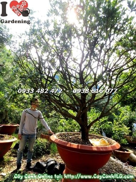 Cây Mai Tứ Quý Gốc Lớn Tán Rộng (Cao 4m hoành 45cm – Ms:19544)