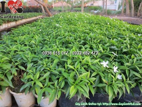 Cây Mai Tiểu Thư Giống (Ms: 24089)