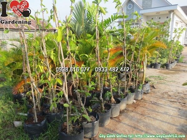 Cây Móng Rồng (Cao 2m – Ms: 24153)