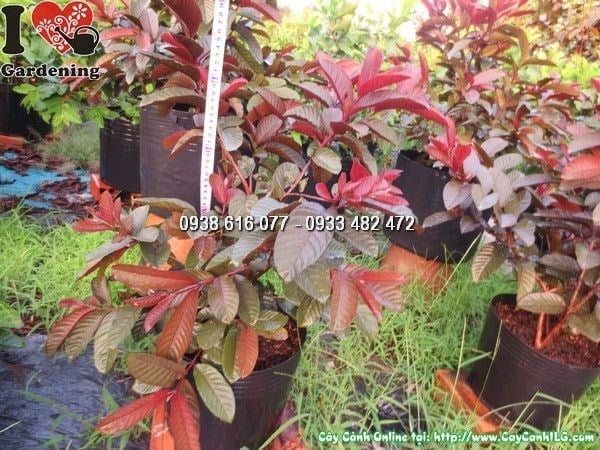 Cây Ổi Tím (Cao 35cm – Ms: 24167)