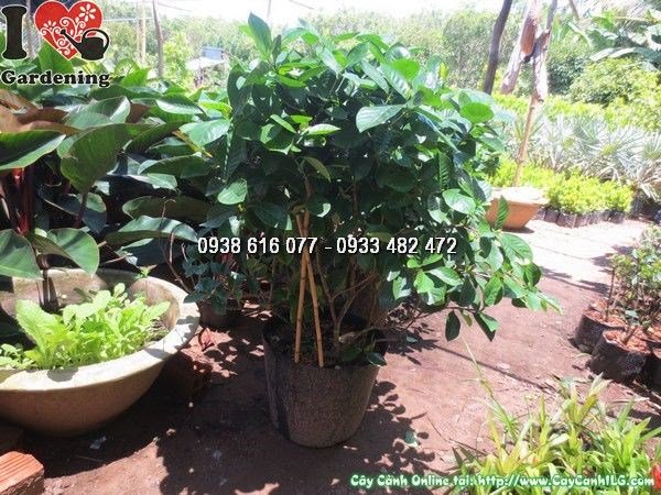 Cây Dành Dành (Cao 70cm – Ms: 24203)