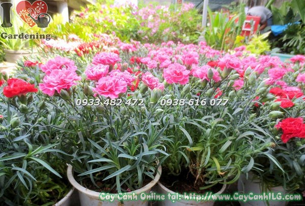 Cây Hoa Cẩm Chướng Nhiều Màu (Ms: 18544)