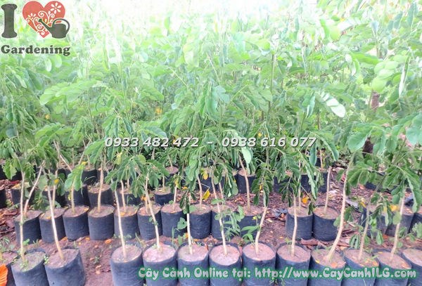 Cây Me Tây Giống (Cao 1m2 – Ms: 18539)