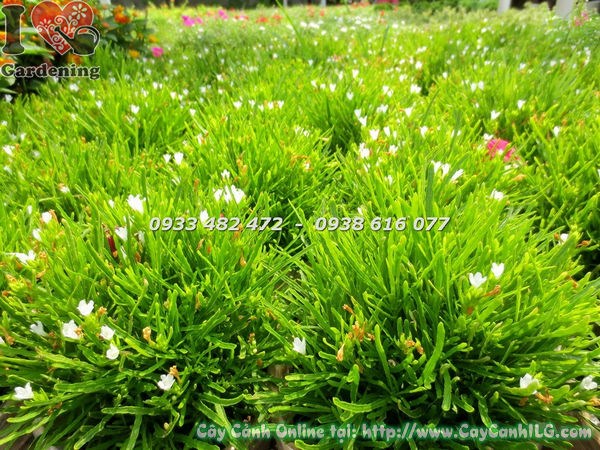 Cây Cỏ Mây Có Hoa (Cao 12cm – Ms: 18555)