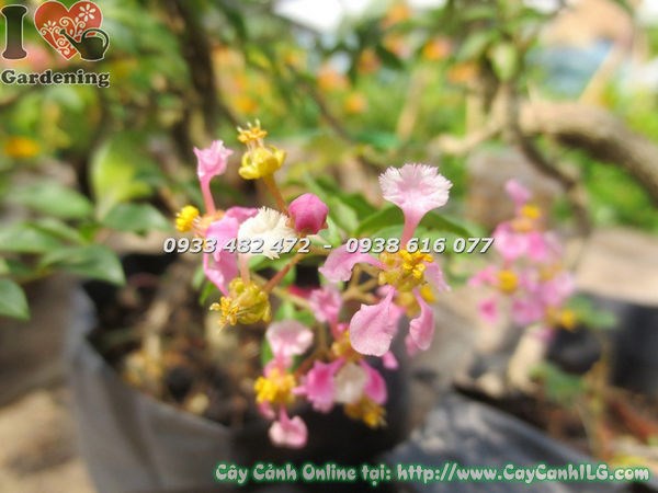 Cây Hồng Ngọc Mai Có Trái (Cao 20cm – Ms: 18576)