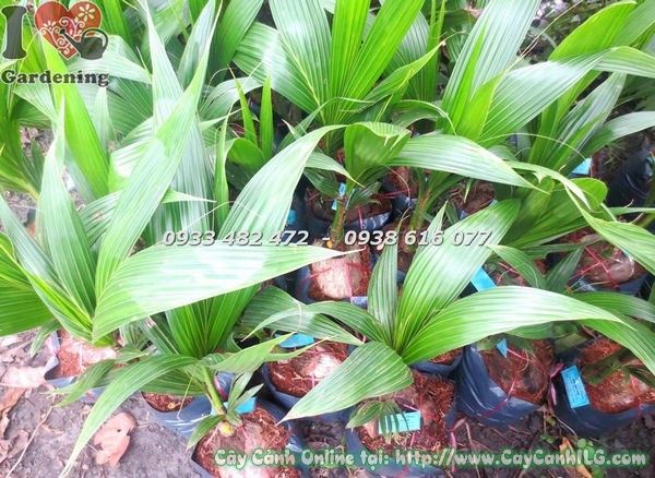 Cây Dừa Giống (Cao 40cm – Ms: 18541 )