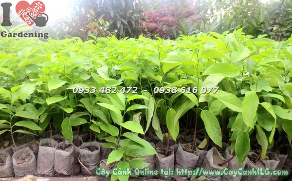 Cây Mãng Cầu Giống (Cao 30cm – Ms: 18542 )