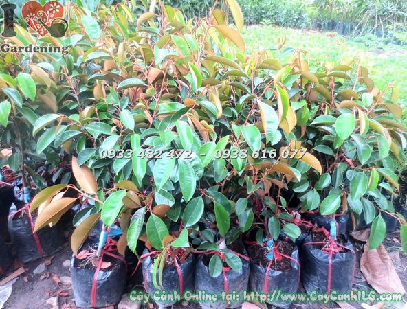 Cây Vú Sữa Giống (Cao 70cm – Ms: 18543 )