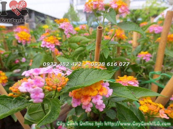 Cây Ngũ Sắc Hoa Hồng Giống Mới (Cao 20cm – Ms: 18583)