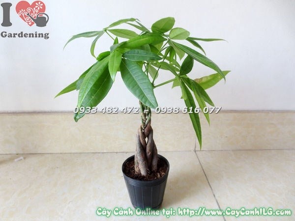 Cây Kim Ngân Để Bàn (Cao 20cm – Ms: 18597)