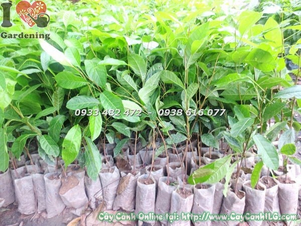Cây Trà Xanh Giống (Cao 30cm – Ms: 18592)