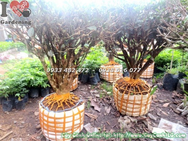 Cây Trà Gốc Lớn (Ms: 18593 )