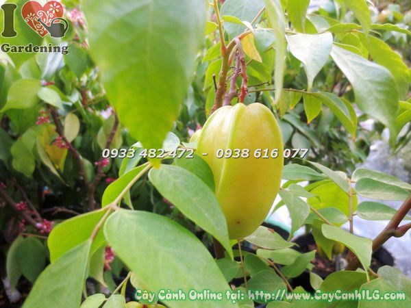 Cây Khế Ngọt Có Trái (Cao 50cm – Ms: 18595)