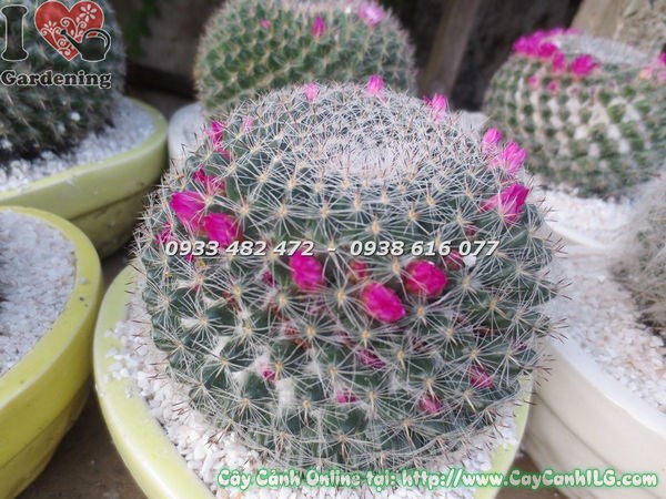 Cây Xương Rồng Bánh Sinh Nhật Lớn (Ms: 18639 )