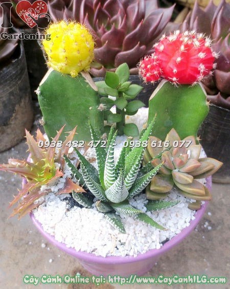 Chậu Tiểu Cảnh Xương Rồng Sen Đá (Ms:18644 )