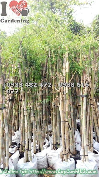 Cây Tầm Vông Bụi 3 Cây (Ms: 18654)