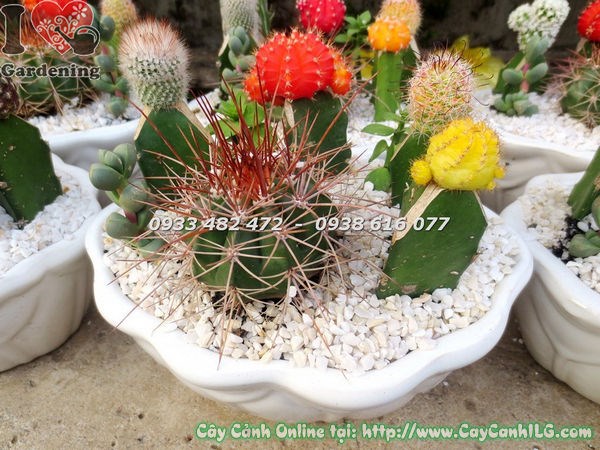 Chậu Xương Rồng Nhiều Loại Chậu Bầu Dục (Ms: 18650 )