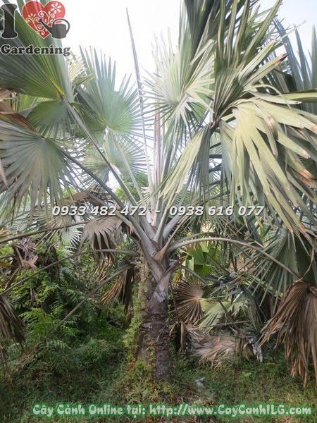 Cây Kè Bạc (Lóng cao 1m – Ms: 18652)
