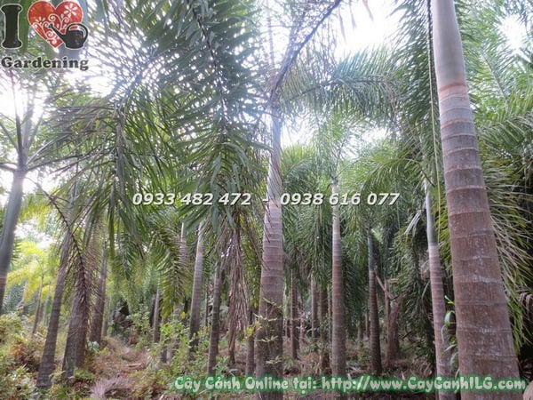 Cây Cau Đuôi Chồn (Lóng cao 4m – Ms: 18653)