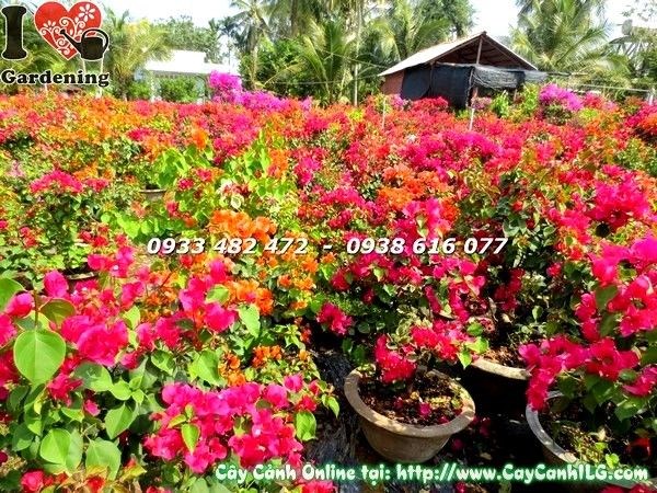 VƯỜN CÂY BÔNG GIẤY NHIỀU MÀU (Ms: 19653)